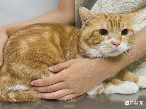 猫鬼情未了！病重橘猫强行“越狱”，只为守着同伴的骨灰盒