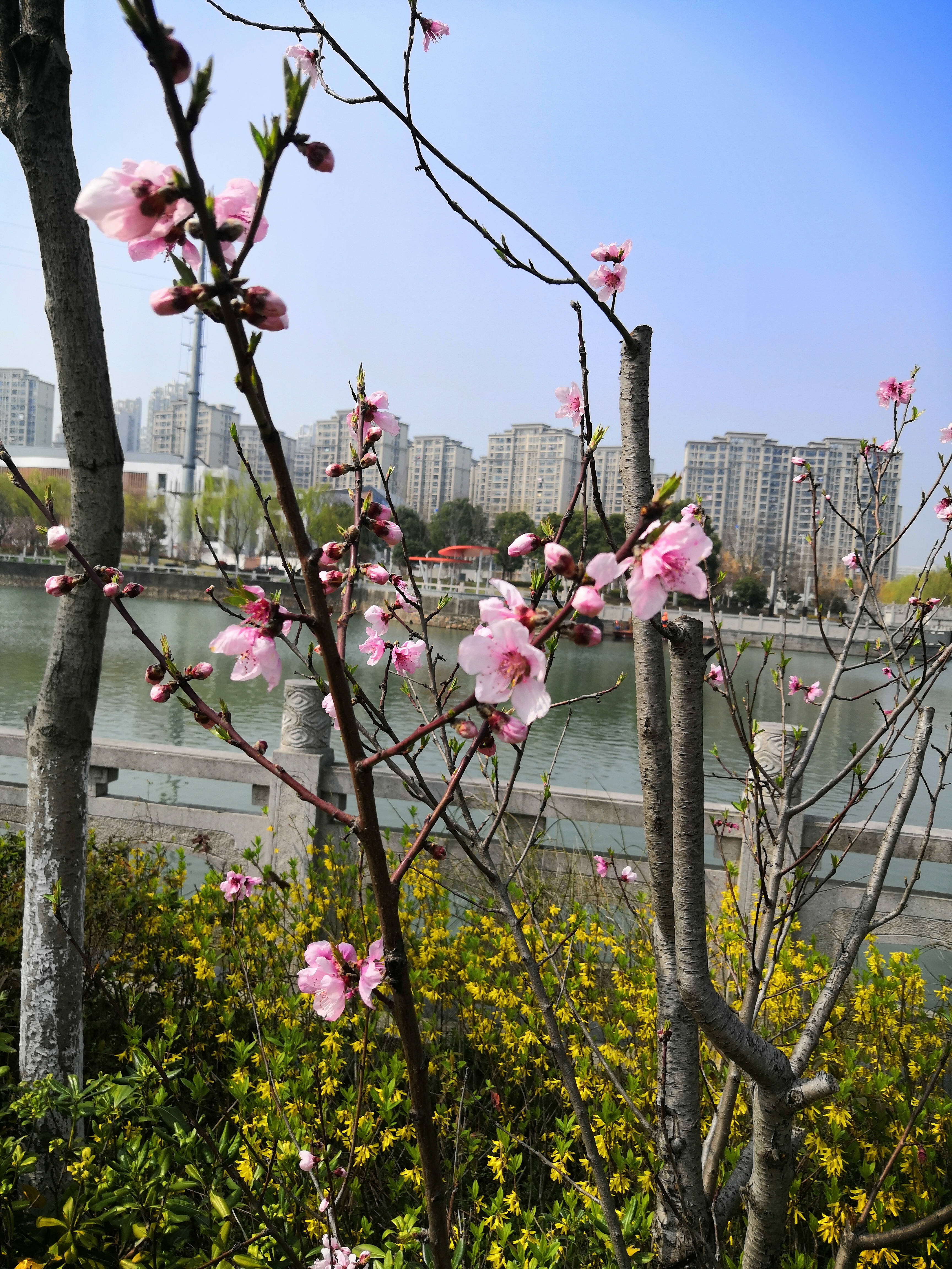 济南|百花盛开的春天来了，阳光下的小路上，与形形色色的过客擦肩而过