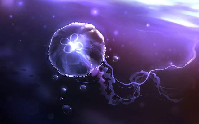 PNAS:长生不老的秘密或包含在比人类指甲还小的水母中!