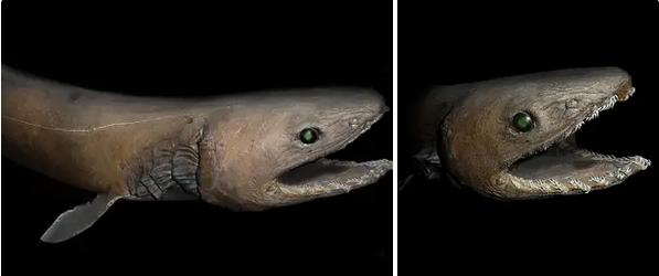 21种深海生物,做梦不要梦到他们