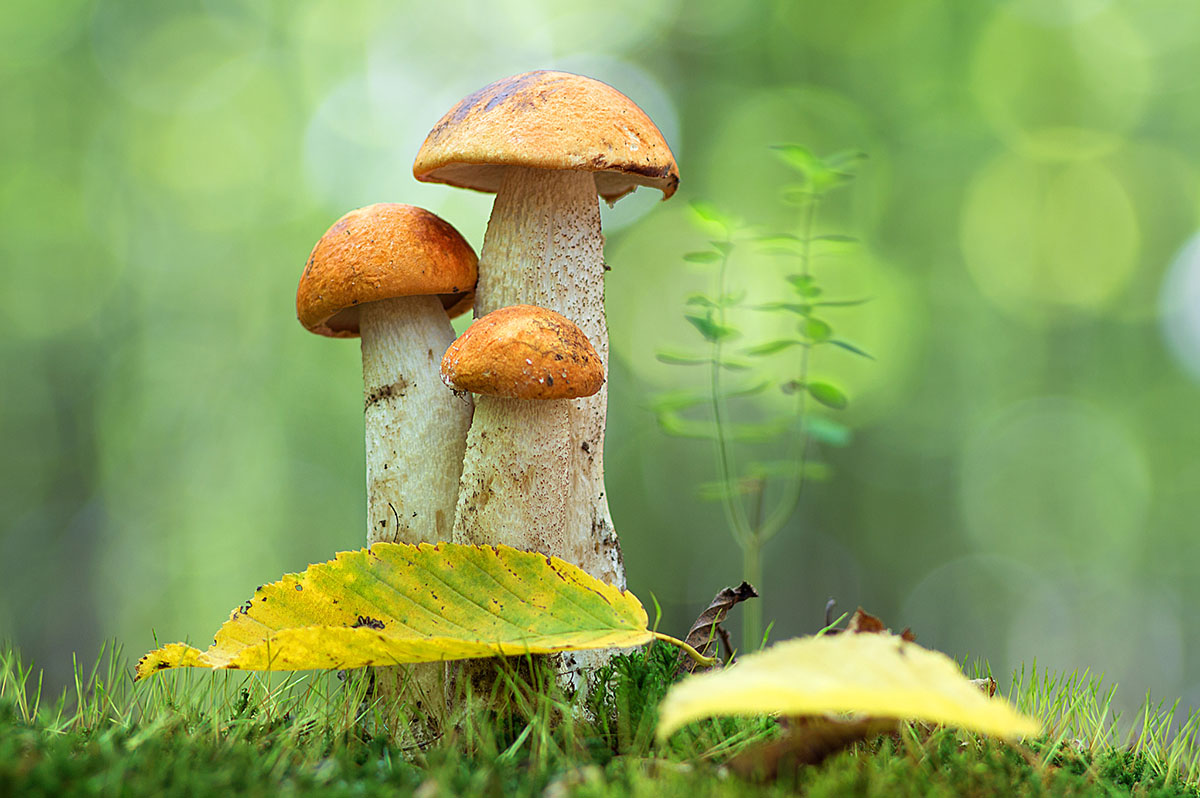 ?看似不起眼的蘑菇，却拥有着30000多种性别，岂不乱套了？