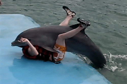 可爱海豚竟是“好色流氓”！“发情”骚扰女明星
