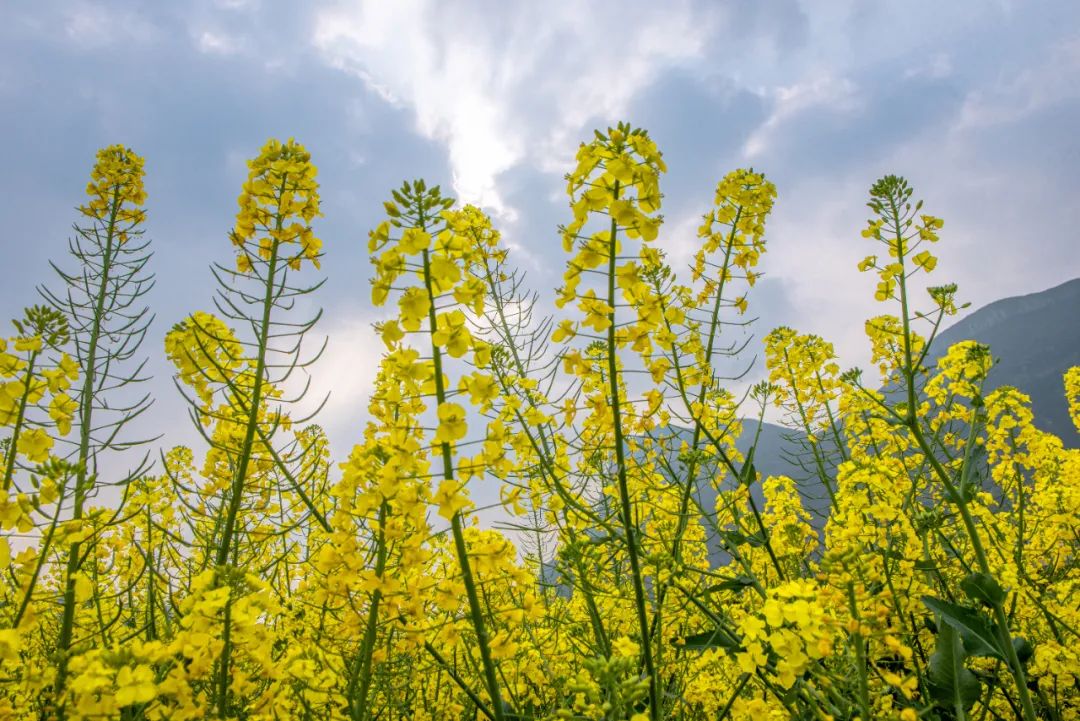 油菜花|小众赏花秘境，别有风韵的醉美油菜花，藏在重庆贵州间的世外桃源