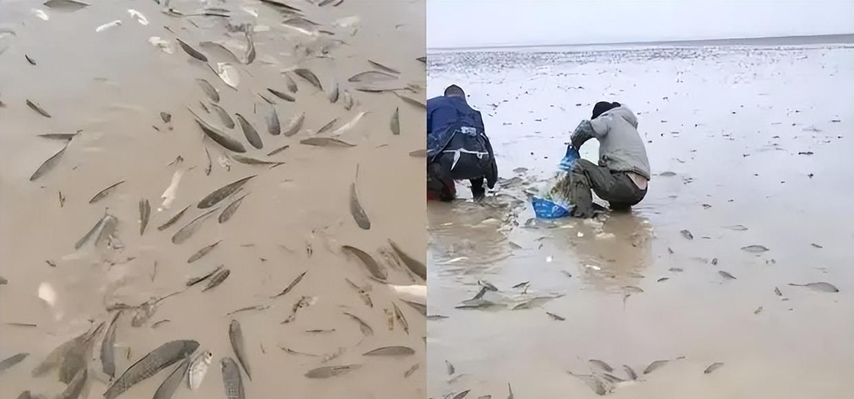 鄱阳湖上万斤鱼搁浅20多人自费转运,这才是真正的放生!