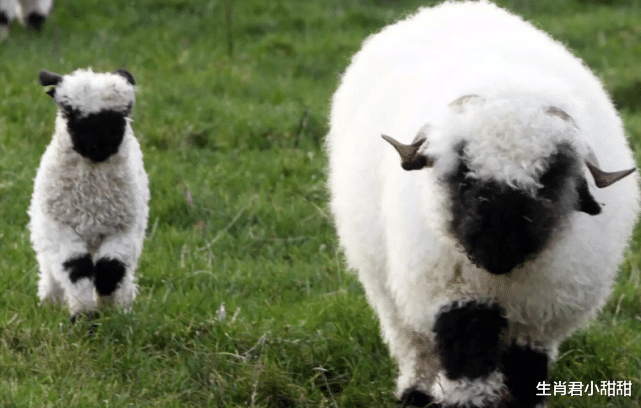 心理测试|在职场大展宏图，属羊人事业发展称心如意，生活美满幸福不缺钱
