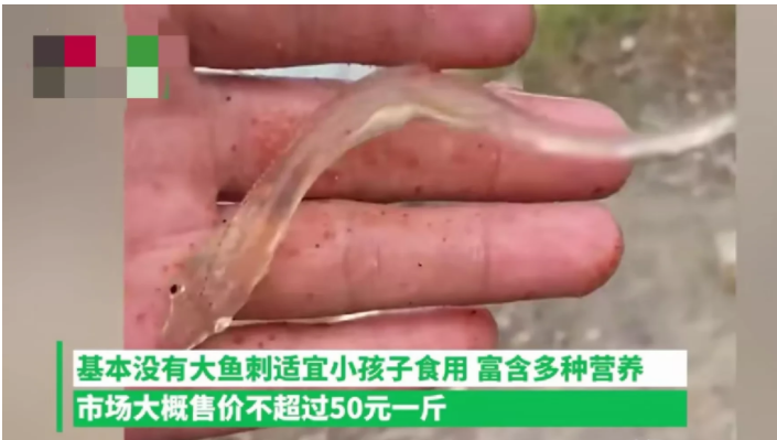 河北|河北一男子钓鱼时,钓上来一条从未见过的小鱼,小鱼全身透明,非常可爱