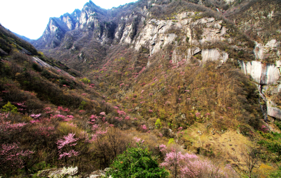 都江堰|“人间四月天 抖动龙峪湾”活动为期一个月万亩紫荆花海等你来踩