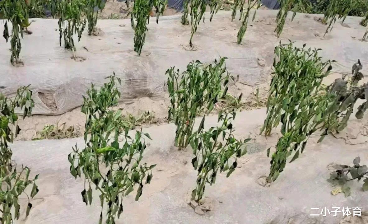 房价|还真在沙漠建房子了,恒大就是牛