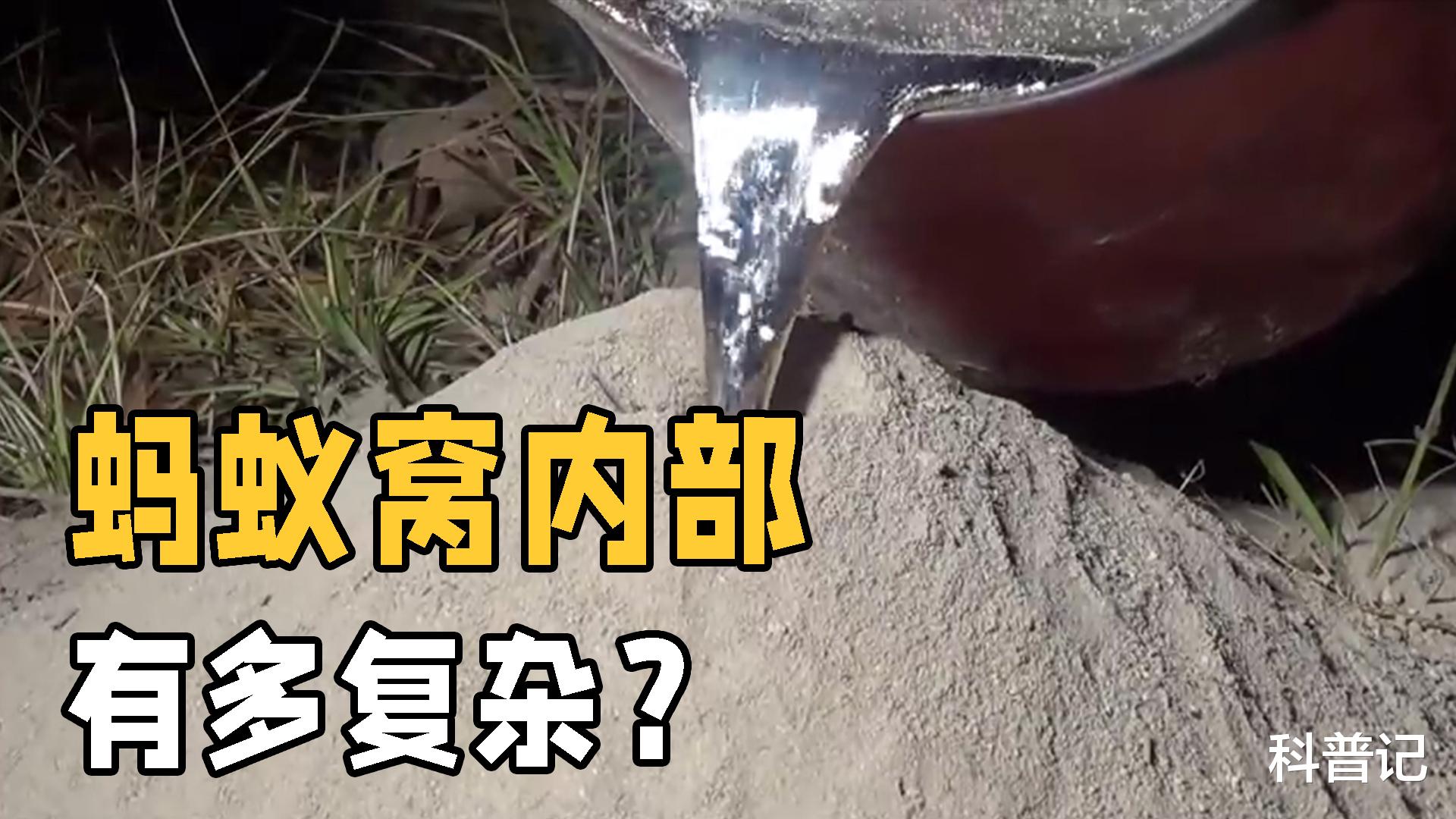 蚂蚁窝内部构造有多惊艳?将铝水注入蚁窝中,堪称现实版蚂蚁帝国
