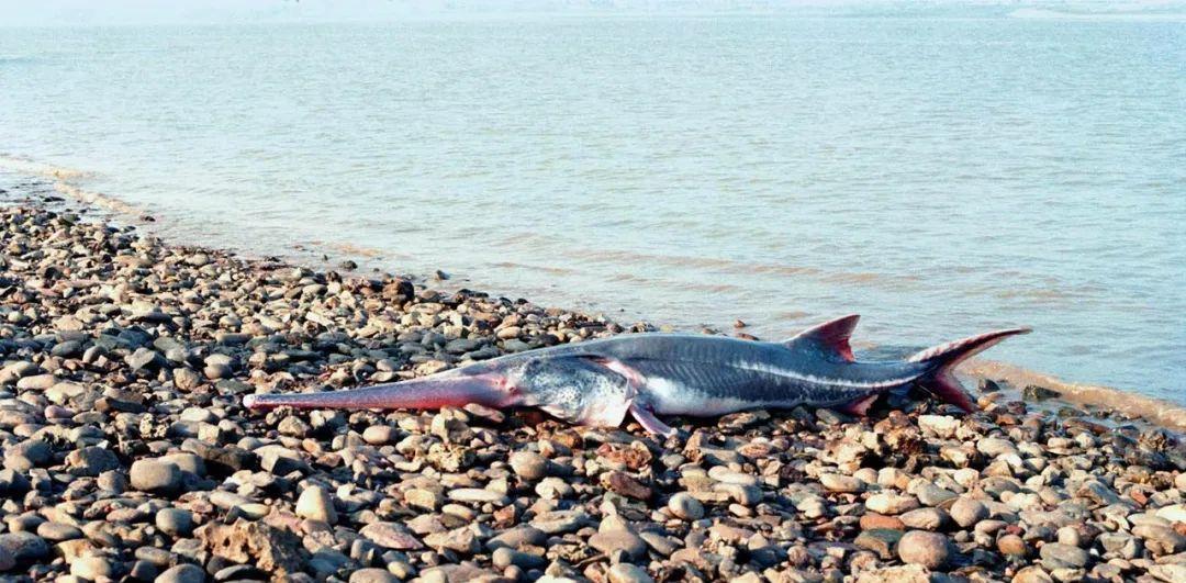 世界上最大的5种淡水鱼，巨型黄貂只能排末位，很多已经濒危！