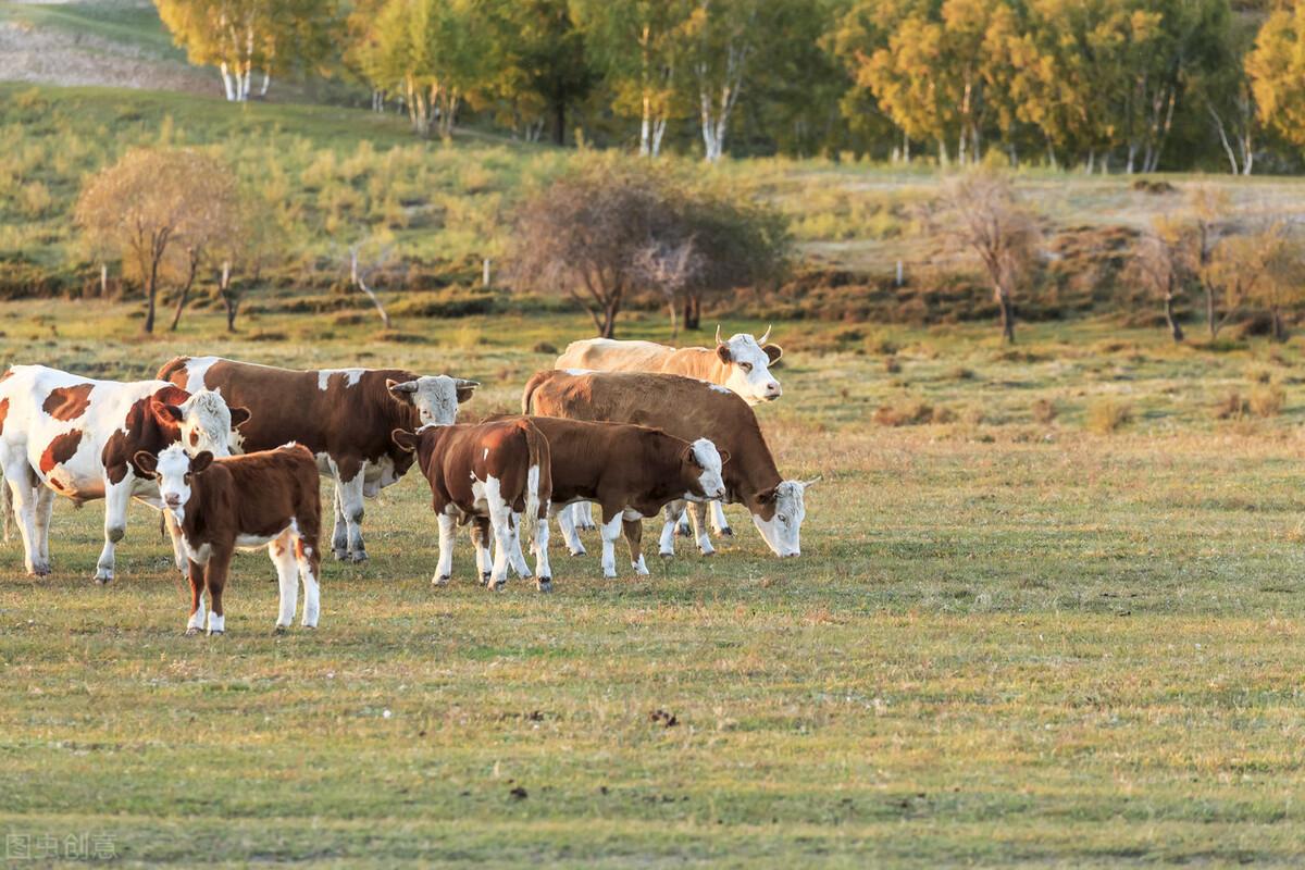 |郭进拴|绝美的坝上