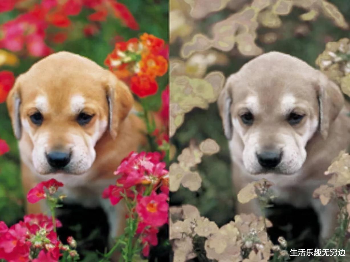 芯片|植物35亿年历史,竟然没进化出一种黑色的花,为什么?