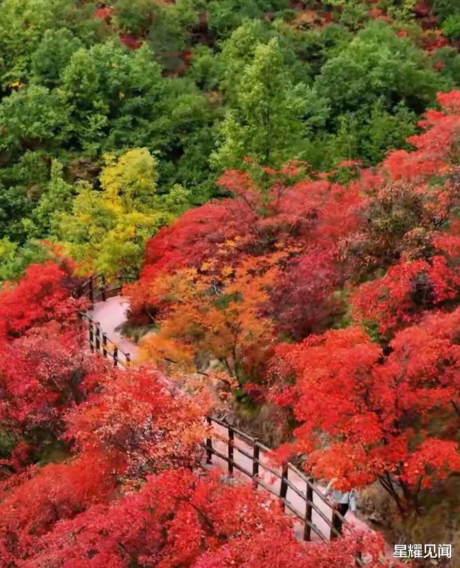 |看红叶,来卢氏就对了!