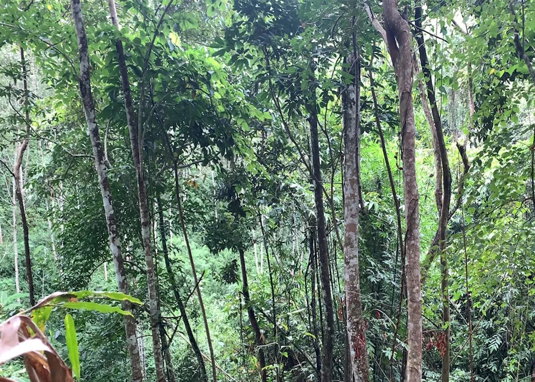 旅行|【老徐谈茶】第288期：老徐带你探寻长在原始森林中的高杆古茶树！