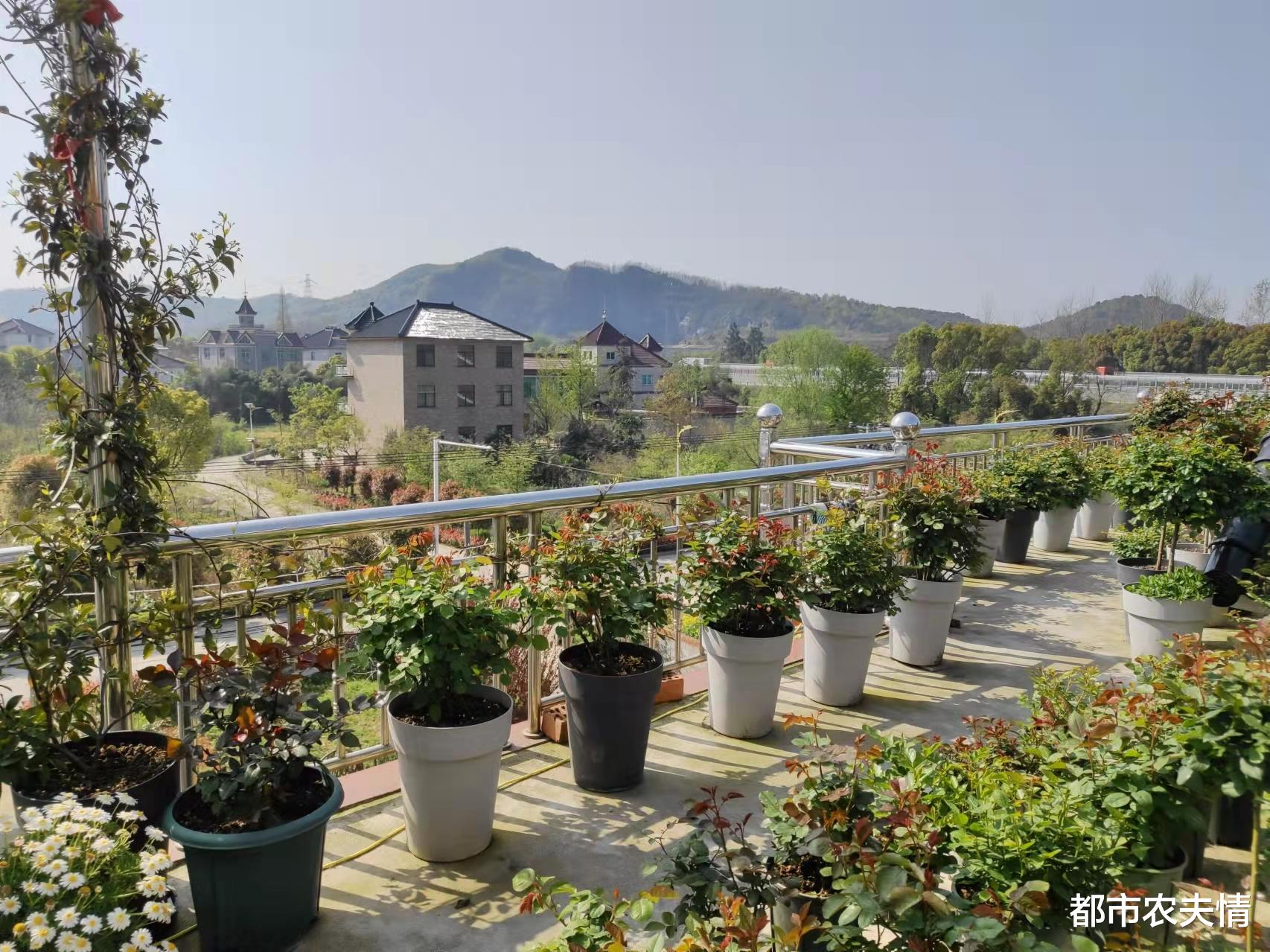 家庭养花和阳台种菜,营造绿色家居环境,体验美丽健康生活