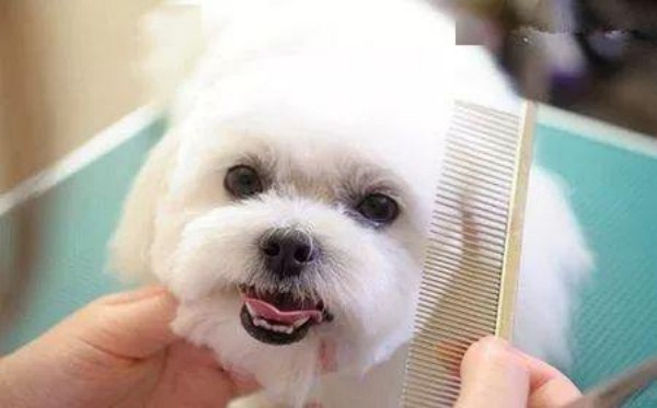 宠物美容 宠物美容师资格证怎么考