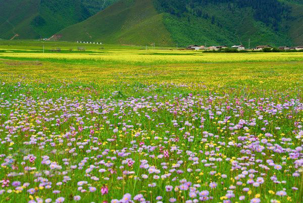香格里拉|香格里拉大四赏花地，秋天仅剩一处绝美