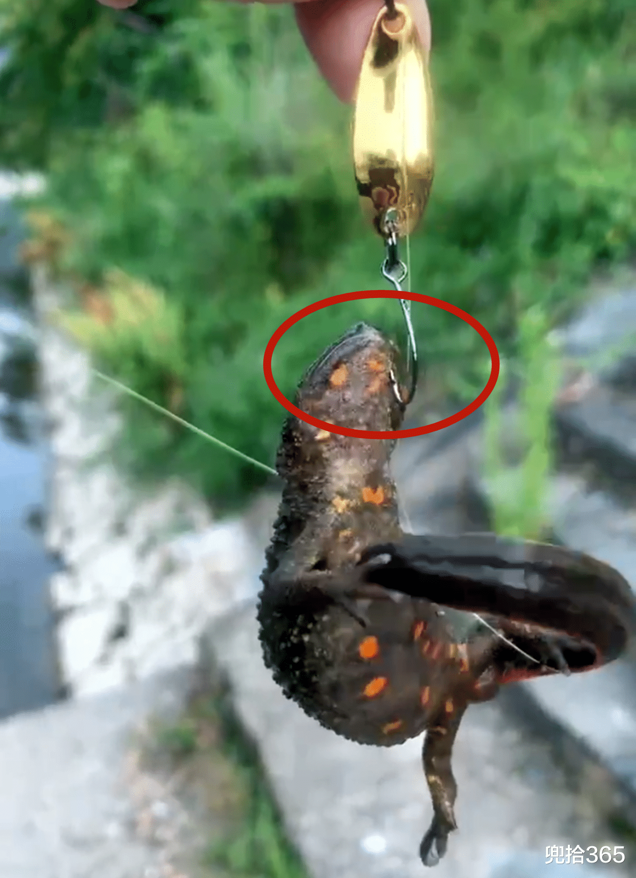 饵料|男子野钓收获“四脚生物”,得知身份后赶紧放生,网友:算你聪明