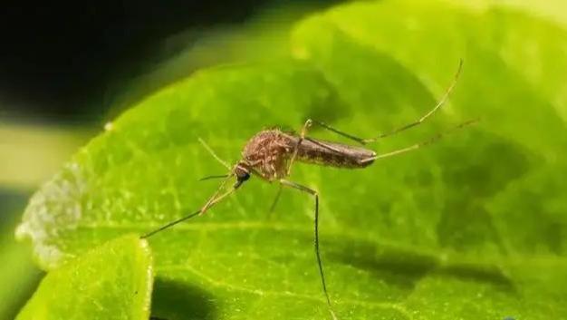 夏天，雌蚊在冒死繁衍后代，雄蚊在干嘛？