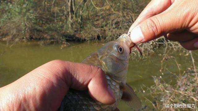 魔兽世界|冬季“有鱼没口，有口打不着”怎么办？问题的正确解读与有效应对