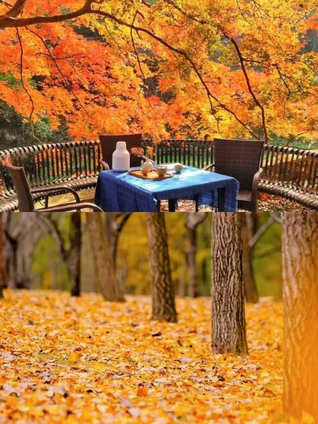 儋州|高铁仅需10min,红叶不输京都,秋冬美食滋补,美到王鹤棣也来打卡