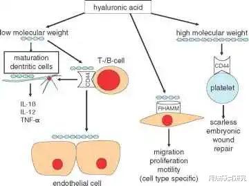 胶原蛋白|HA（玻尿酸）与伤口愈合