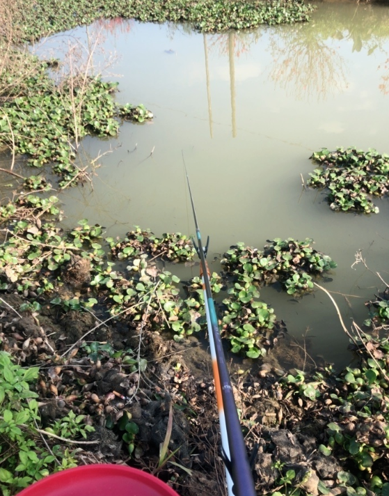 鲫鱼|离开鱼竿价格谈性能,算不算耍流氓?
