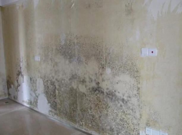 家里别再贴墙纸了,没过两年就发霉,现在都是用这个代替