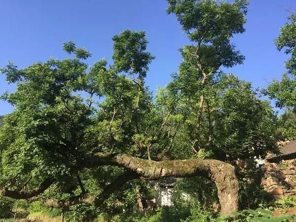 伏牛山|藏在豫西深山的宝藏4A景区,伏牛山瀑布群,适合团建秋游