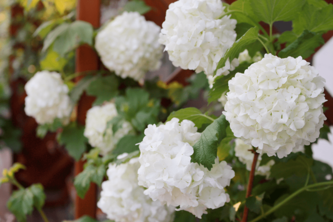 买了栋，复式双露台房，历时4年改造成露台花园，太好看了