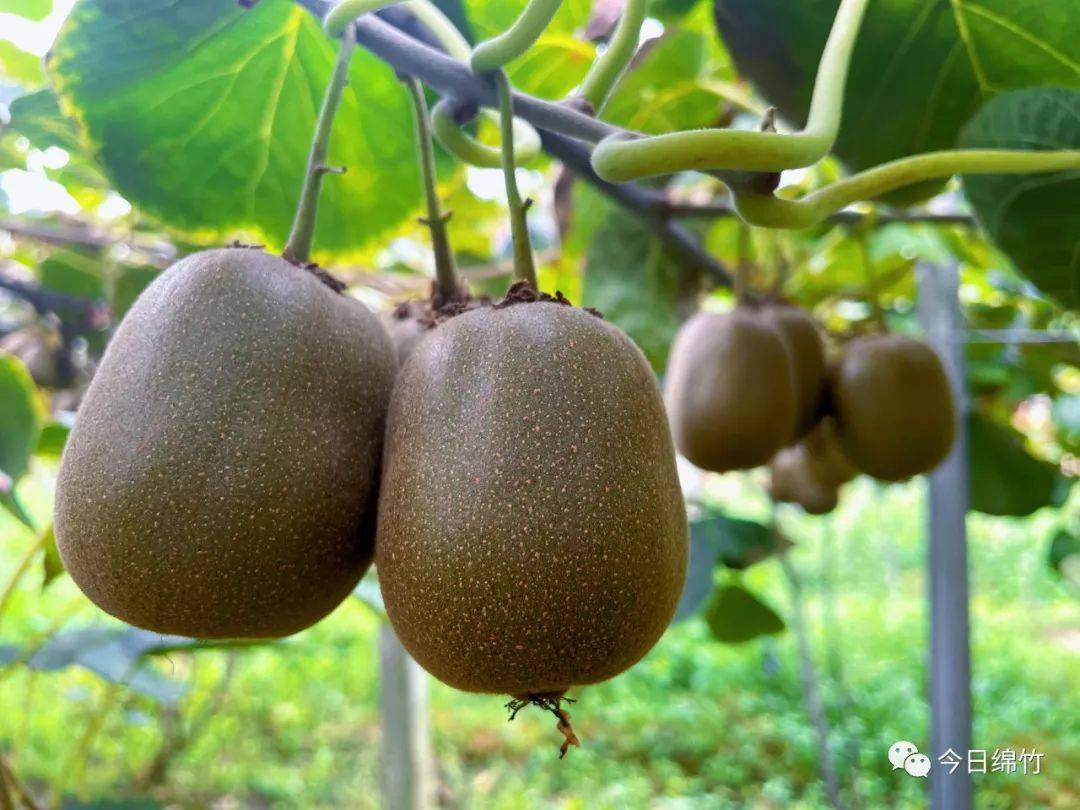 |创建天府旅游名县｜吃货们注意！绵竹这种水果成熟啦！min甜
