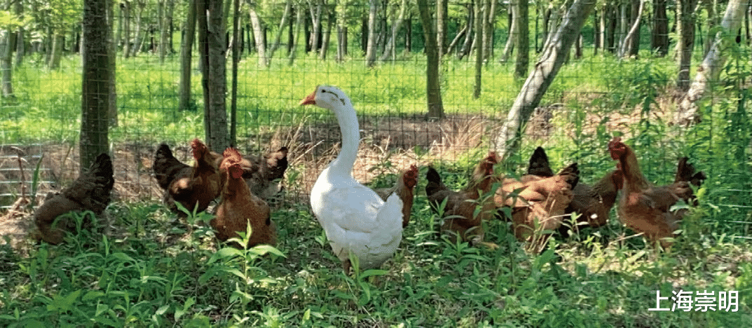 洱海|游在崇明,学在路上!线路二十八:南来北往民宿