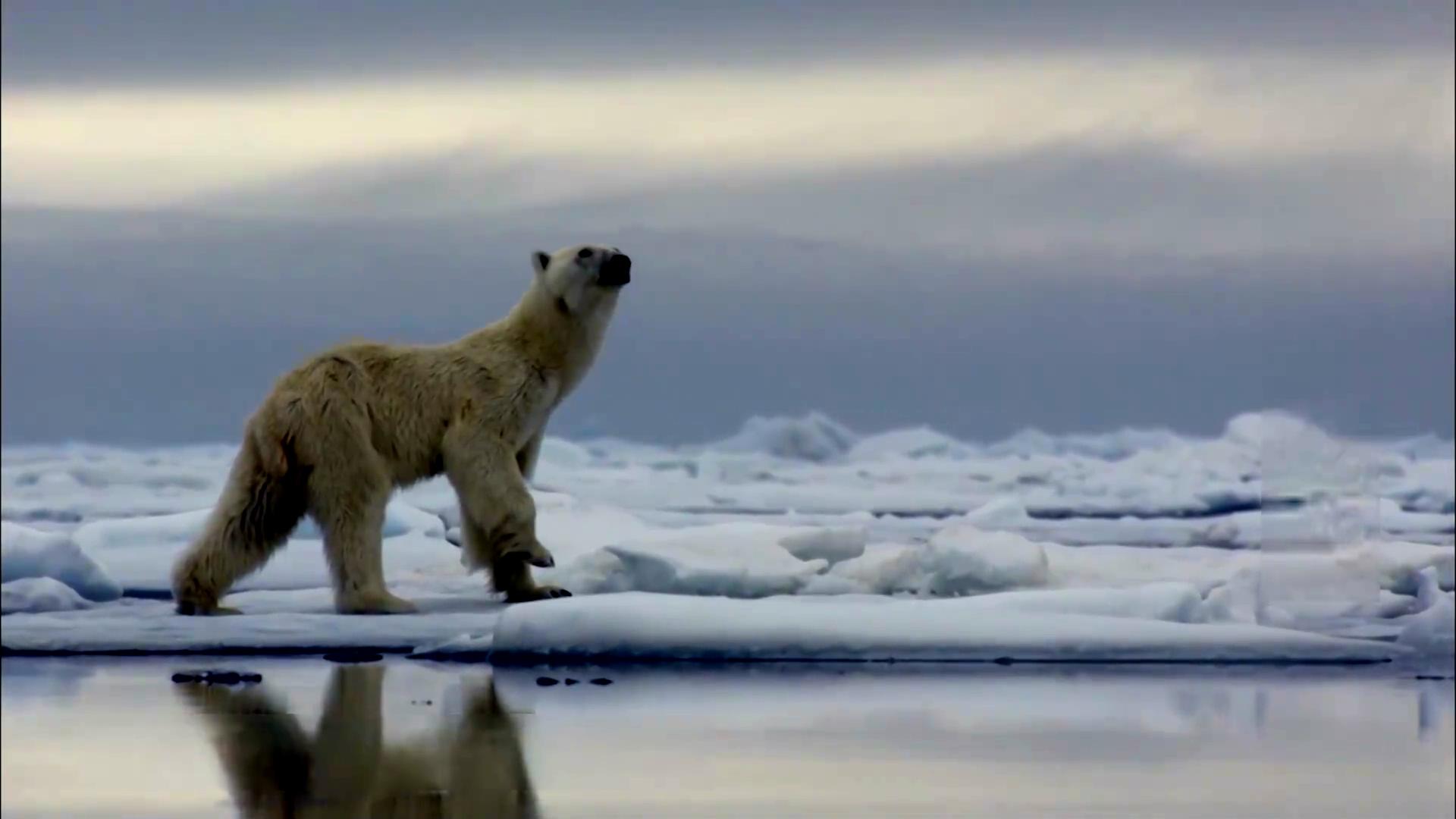 海冰面融化，一只“骨瘦如柴”的北极熊，等待它的只有死亡