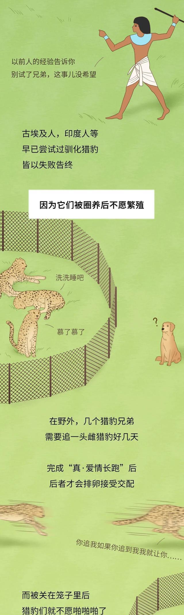 为什么人类“驯化”了猪,却没有“驯化”老虎?一组漫画揭秘!