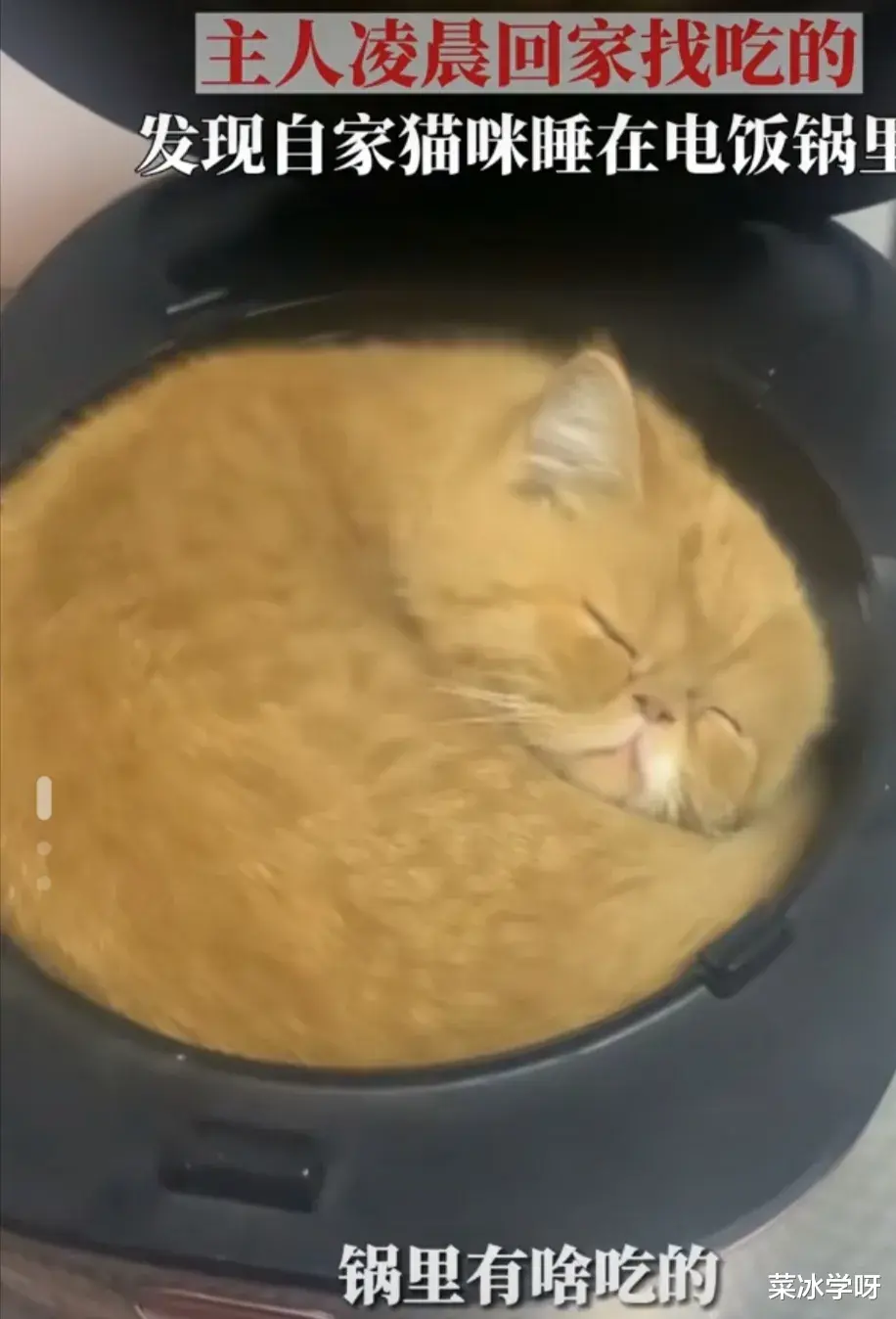 江苏盐城一男子,凌晨回家想找点吃的,结果发现猫睡在电饭锅里