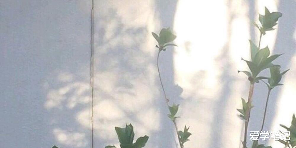 菠萝蜜 要做多少努力才值得被爱？
