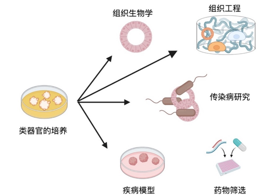 日本的“人与动物胚胎试验”,制造人类器官,胚胎是如何受精的?