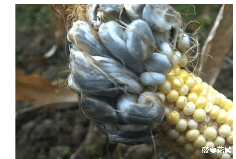 南瓜|“女朋友在公司睡太多,回家都不睡觉了...干中介的心酸泪”