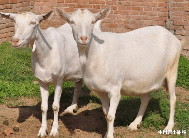 |贵人协助职场翻身，属羊人多年努力终于走向成功，事业大吉大利