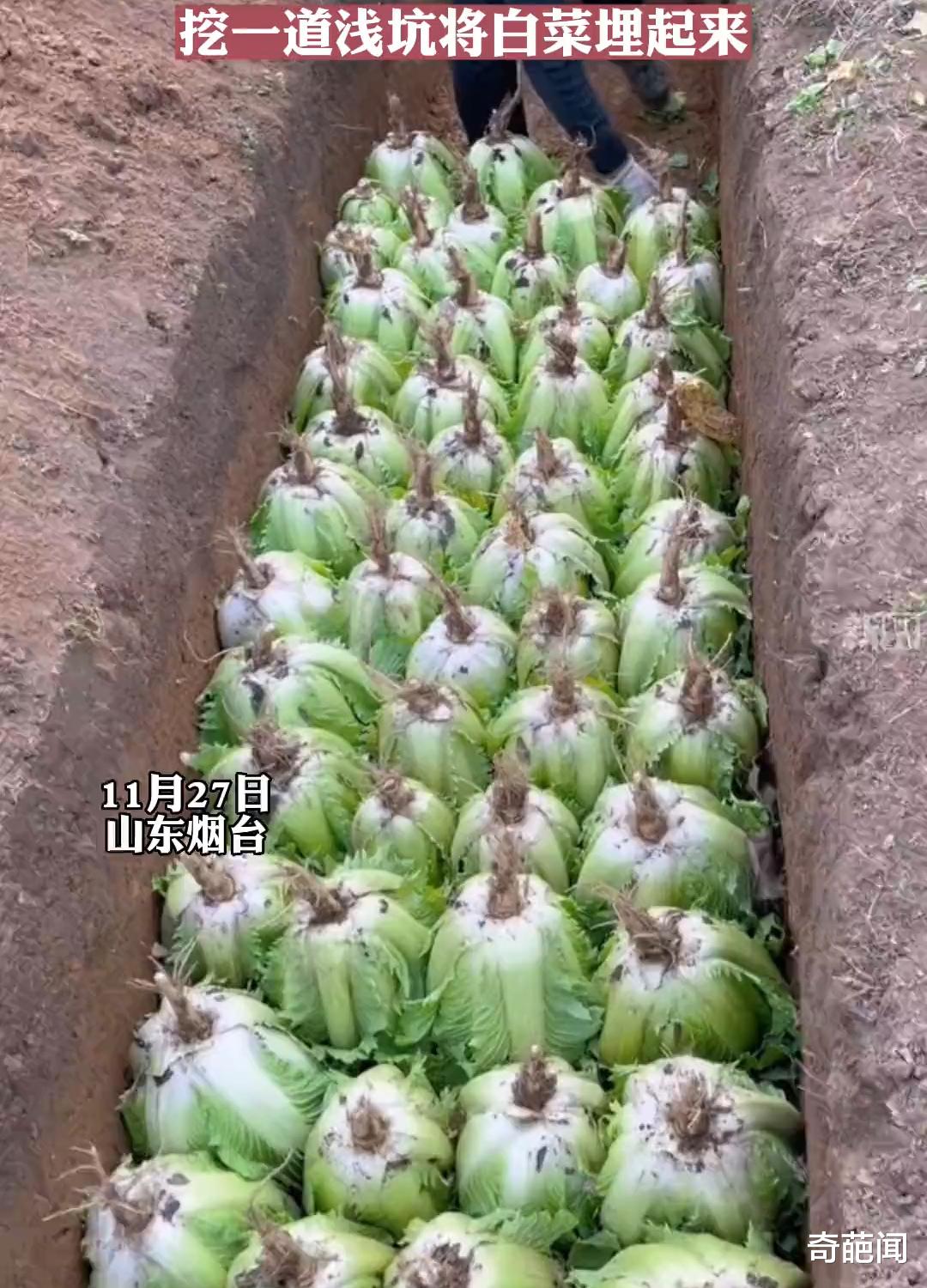 大爷冬储大白菜,挖一个土坑将其埋进土里!网友怒赞:涨见识了