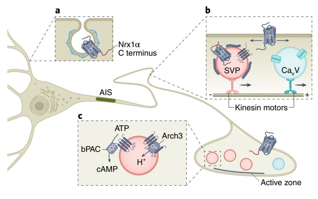 Nat Neurosci系统总结：突触前的光遗传学