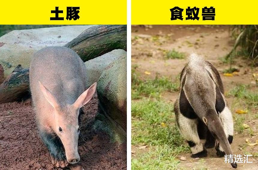 涨知识:存在明显差异,但经常被我们混淆的7对事物