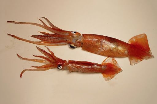 海里出现神秘透明球体,鱼类都敬而远之,这是什么?