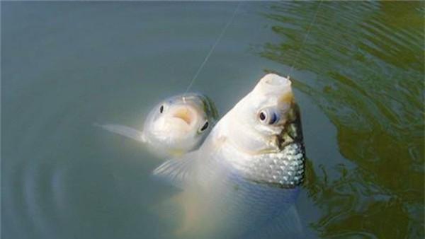 饵料|钓鲫鱼的“黄金期”到了，想钓好鲫鱼，这5个必备技巧不可少