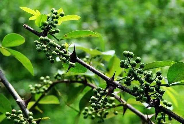 脑梗|分享一味常见中药——花椒,家家厨房都有,功效散寒、除湿、抗癌