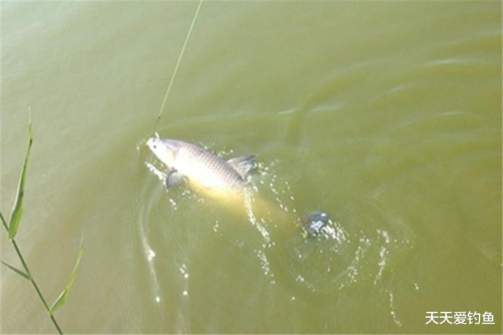 钓鱼技巧|钓鱼技巧：野钓青鱼，最适合的2种钓法，守钓大货毫无难度