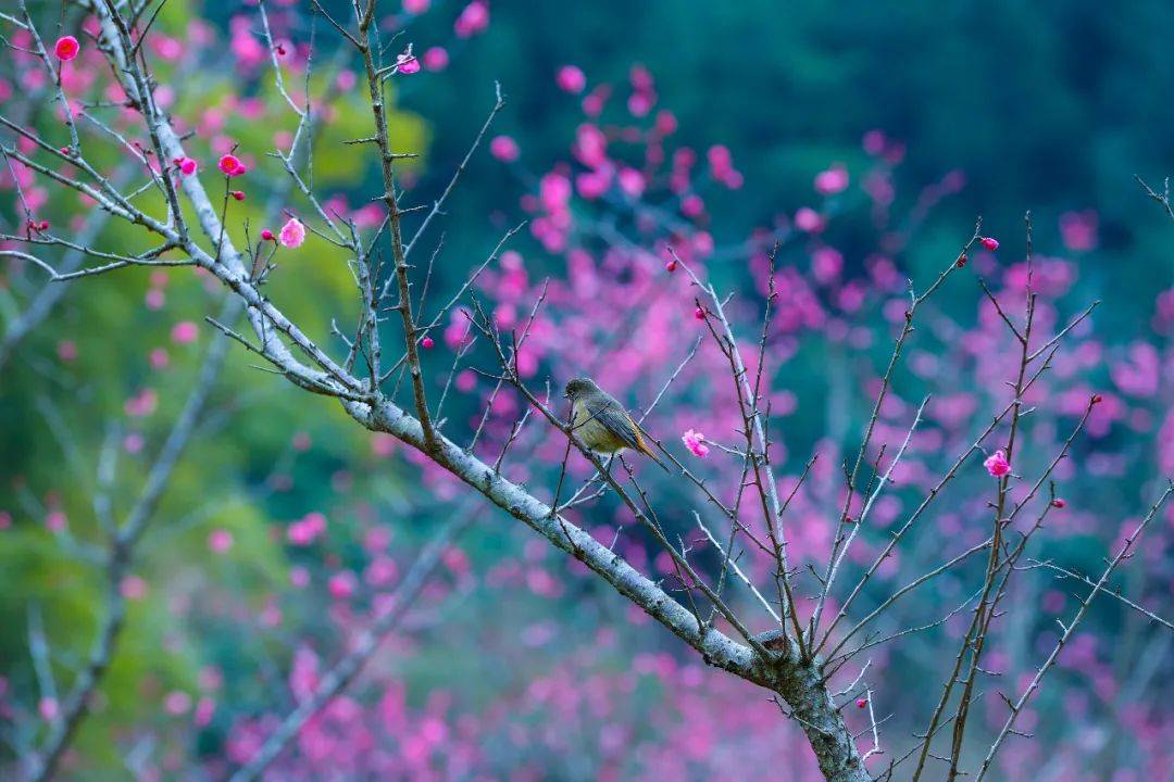 |春暖花开赏美景 | 这些赏花地点可不要错过~巴山大峡谷