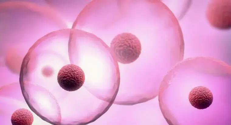 人类细胞为什么不会继承父母的年龄?科学家:生殖细胞会“归零”!