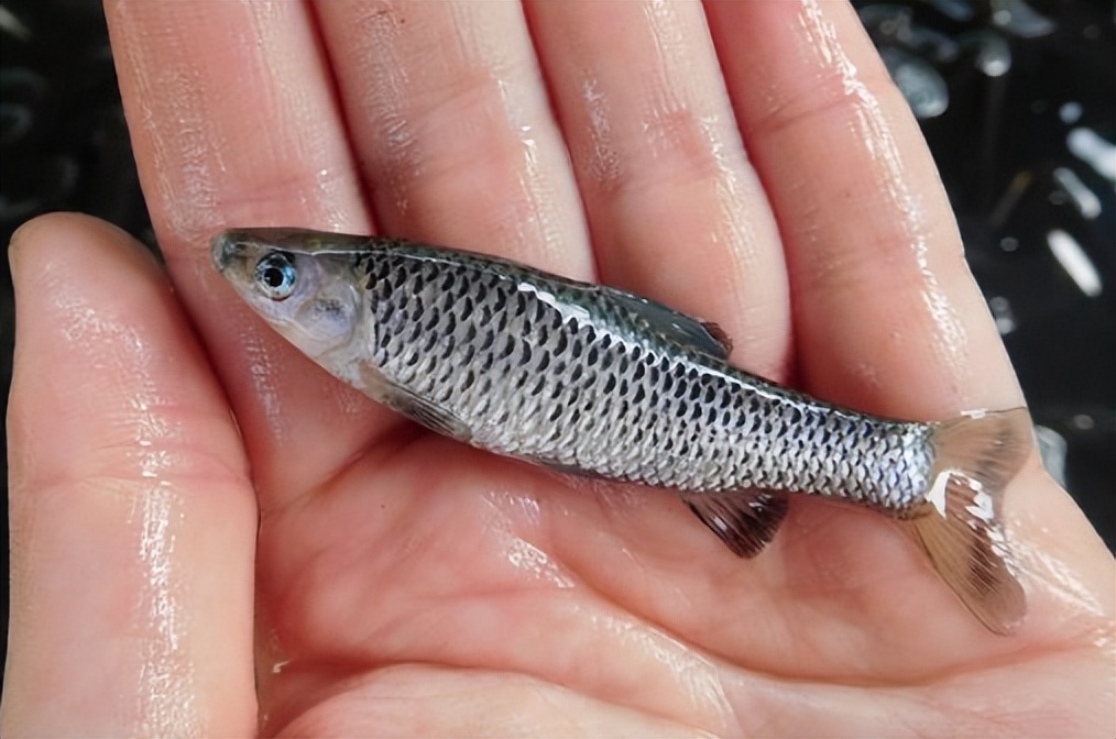 |被称为“鱼族敢死队”的麦穗鱼,常被钓鱼人嫌弃,但价值不菲