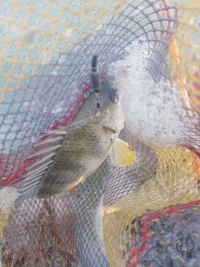 饵料|菜地解封第一战,黄鳍鲷来小爆护